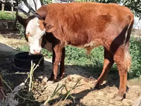 Bulle, Kasachische Weißkopfkuh — Foto 4