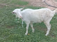 母山羊, Saanen goat — 照片 2