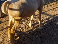 Widder, Arashan sheep — Foto 6