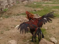 Chickens — 4-rasm