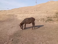 Caballos (lote, sexo no especificado), Caballos — foto 7