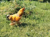 Brahma — Foto 3