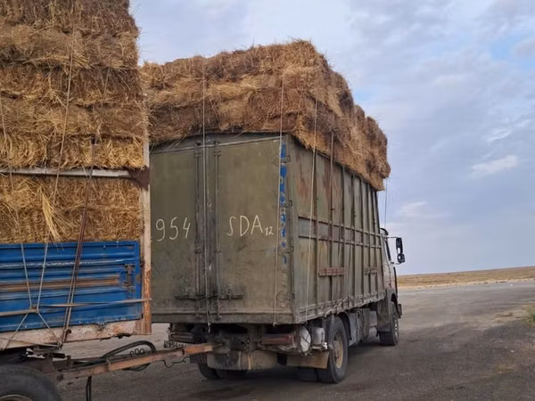 Шөп сатылады Актау