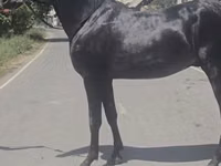حصان, Friesian sport horse — الصورة 8