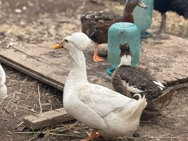 American Pekin