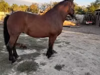 Stute, Međimurje horse — Foto 1