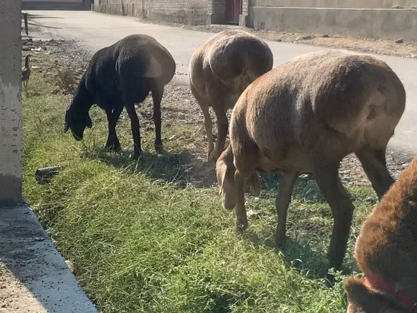 Schafe (Partie, Geschlecht nicht angegeben), Arashan sheep