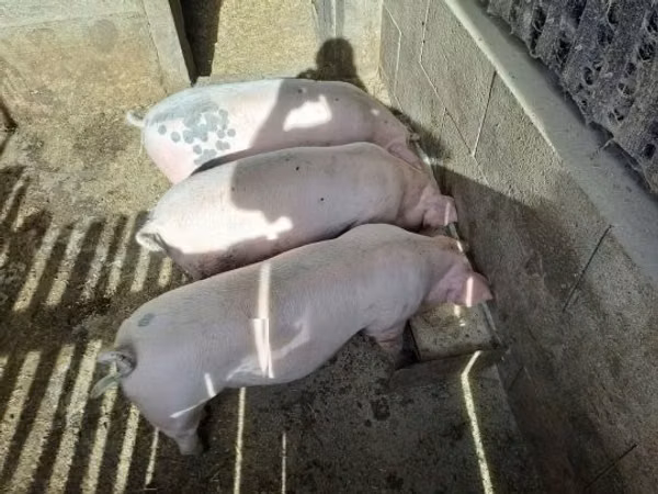 Шошқалар (топ, жынысы көрсетілмеген), Шошқалар