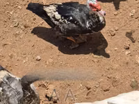 Ducks — फ़ोटो 3