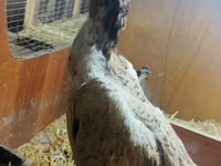 Chickens — الصورة 4