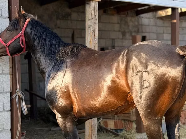 Hengst, Kazakh horse