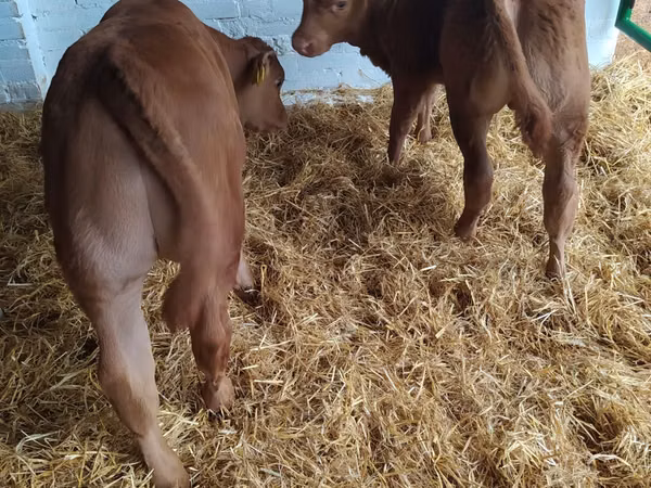 Bovinos (lote, sexo no especificado), Vaca Limousin