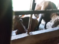 Toro, Ganado vacuno — foto 8