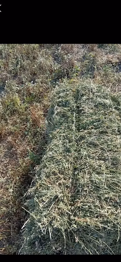 Клевер чистый 3 укос 280с 
С поля село Кок Жар 0707666811