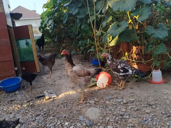 Chickens — Kirgisistan