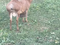 Ziege, Kamori goats — Foto 2