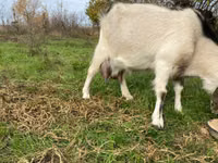Ziege, Ziegen — Foto 3