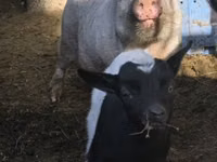 Eber, Schweine — Foto 2