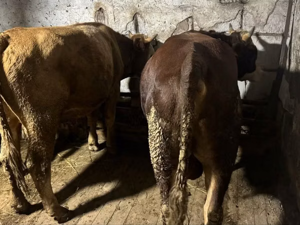 公牛, Cattle — 哈萨克斯坦