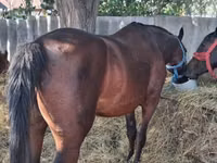 母马, Horses — 照片 3