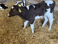 公牛, Russian Black pied cattle — 照片 1