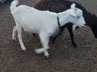 母山羊, Alpine goat — 照片 2