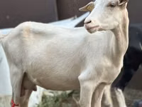 Cabra, Saanen goat — foto 4