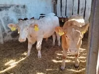 Bulle, Simmental cattle — Foto 2