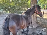 母马, Horses — 照片 5