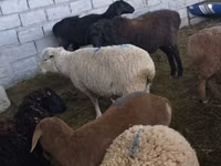نعجة, Tian-Shan semifinewool sheep — الصورة 4