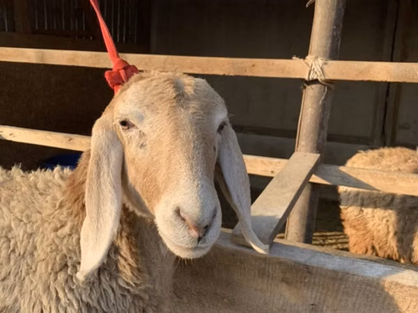 نعجة, Arashan sheep