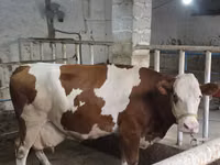 सांड, Simmental cattle — फ़ोटो 8