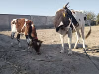Kuh, Simmental cattle — Foto 3