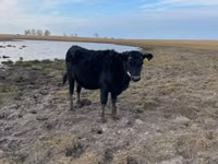 Rinder (Partie, Geschlecht nicht angegeben), Aberdeen-Angus — Foto 4