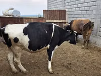母牛, Holstein breed — 照片 1