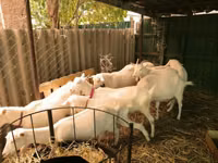 Cabras (lote, sexo no especificado), Pomellata goat — foto 1