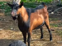 Cabra, Alpine goat — foto 5