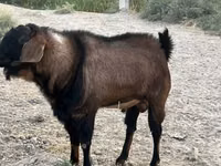 Ziegenbock, Nubian Goat — Foto 5