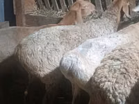 نعجة, Arashan sheep — الصورة 4