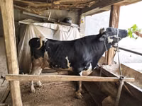 ثور, Russian Black pied cattle — الصورة 1