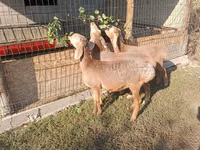 Қой, Arashan sheep — 4-сурет