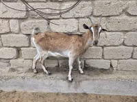 Echki, Saanen goat — 5-rasm