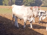 Bulle, Aberdeen-Angus — Foto 2