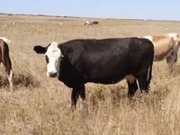 गाय, Latvian Blue cattle — फ़ोटो 1