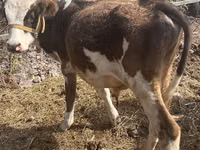公牛, Cattle — 照片 3