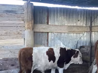 Kuh, Latvian Blue cattle — Foto 2
