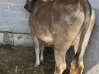 母牛, Swiss cattle — 照片 4