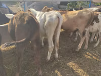 Cow, Holstein breed — photo 6