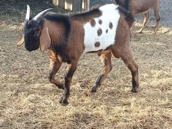تيس, Nubian Goat