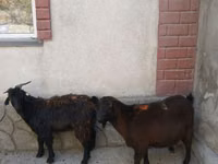 Ziege, Ziegen — Foto 8